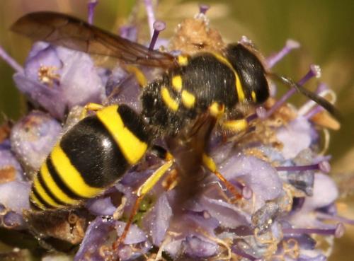 Ancistrocerus sp.